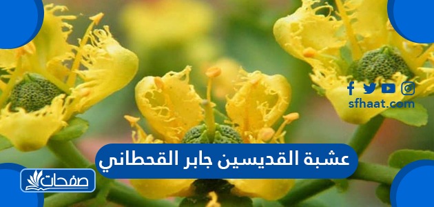 عشبة القديسين جابر القحطاني فوائدها وطريقة استخدامها